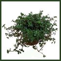 Bild von Muehlenbeckia P12